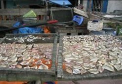 Hình 3 8 Phơi cá khô thủ công tại Cô Tô Hình 3 9 Thu mua cá tươi tại chợ cá 3