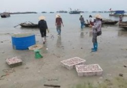 Hình 3 8 Phơi cá khô thủ công tại Cô Tô Hình 3 9 Thu mua cá tươi tại chợ cá 4