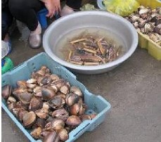 Hình 3 3 Các loài thủy sản ngư dân đánh bắt được vận chuyển lên bờ tiêu 1