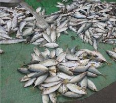 Hình 3 3 Các loài thủy sản ngư dân đánh bắt được vận chuyển lên bờ tiêu 2