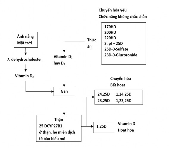 Hình 1 1 Sơ đồ chuyển hóa vitamin D trong cơ thể nguồn Clin Med Lond 2021 Mar 1