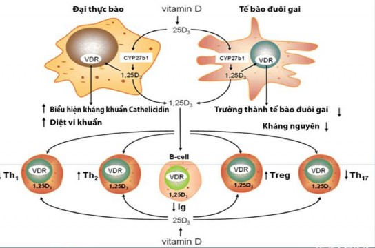 Hình 1 2 Cơ chế tác dụng chống nhiễm trùng của vitamin D Nguồn 1