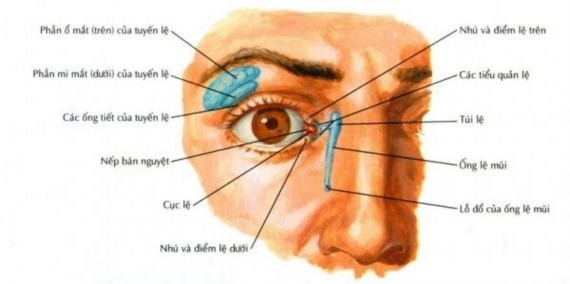 Hình 1 1 Giải phẫu tuyến lệ Nguồn Netter và cộng sự 2007 24 1 1 1 2 Cấu trúc 1