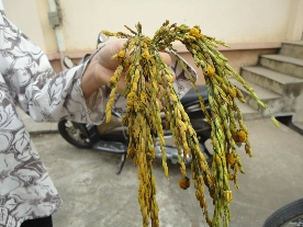 3 14 Dịch bệnh hoa cúc thường phát sinh sau mỗi trận bão lũ Dịch bệnh hoa cúc 1