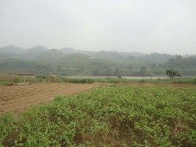 3 14 Dịch bệnh hoa cúc thường phát sinh sau mỗi trận bão lũ Dịch bệnh hoa cúc 2