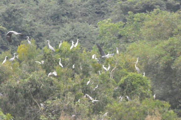 Hình 3 Một số loài chim ở vườn chim Thung Nham Nguồn Tác giả Hình 4 Đàn cò 1