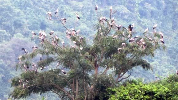 Hình 4 Đàn cò Nhạn xuất hiện tại Thung Nham năm 2012 Nguồn Phạm Công Chất 2