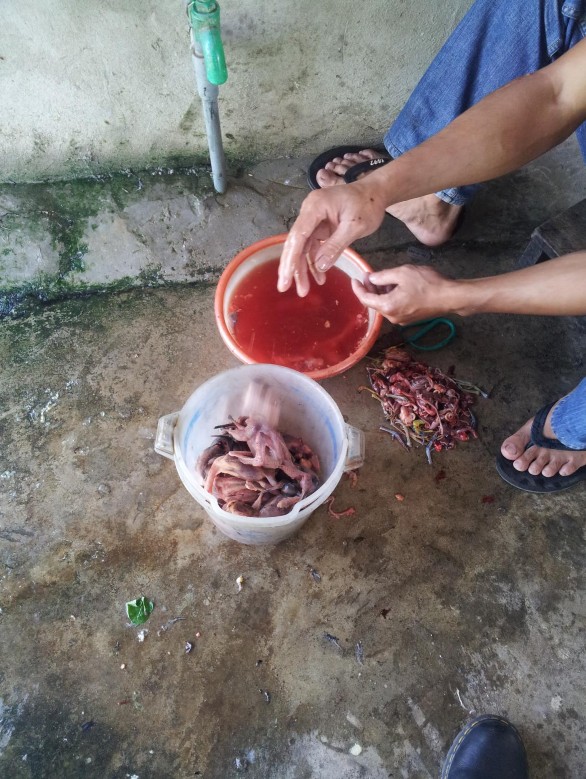 Hình 12 Quá trình làm thịt chim được săn bắt tại một quán ăn ở gần KDLST 9