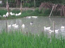 Ảnh 12 Chăn nuôi gia cầm trực tiếp trên nguồn nước Ảnh 13 Chuồng trại 11