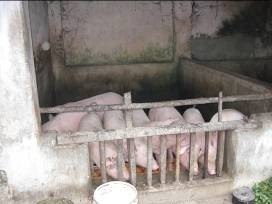 Ảnh 13 Chuồng trại chăn nuôi Ảnh 14 Giếng nước chưa ĐBVS Ảnh 15 Rác thải 12