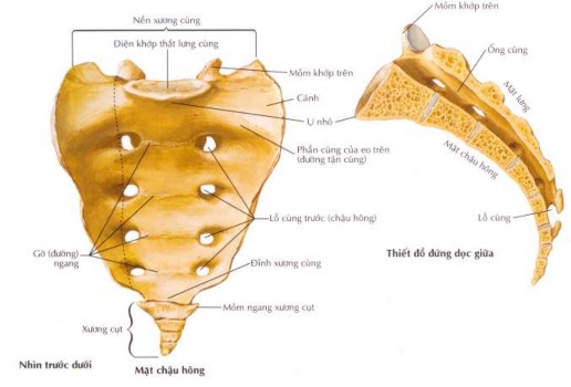 Hình 1 2 Xương cùng và xương cụt 11 1 1 2 Cấu trúc đĩa đệm thần kinh 2