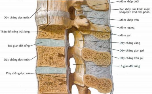 Hình 1 3 Các dây chằng của cột sống 11 1 1 3 Đám rối thần kinh thắt lưng 3