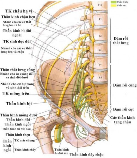 Hình 1 4 Đám rối thần kinh thắt lưng cùng cụt 11 1 1 4 Tương quan giải 1