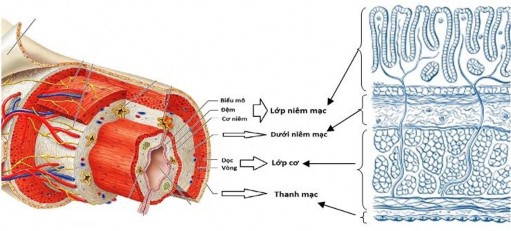 Hình 1 1 Các lớp của thành ống tiêu hóa 17 Tầng niêm mạc chia làm 3 lớp 1