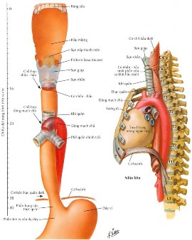 Hình 1 2 Liên quan thực quản 19 Cấu trúc thành thực quản cũng giống cấu 1