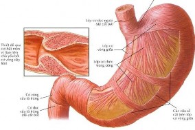 Hình 1 3 Các lớp cơ dạ dày 19 ưa bạc kích thích sự chế tiết acid và kích 2