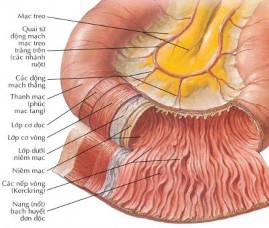 Hình 1 4 Các lớp của thành ruột non 19 cuối hồi tràng thành mảng Payer có 3