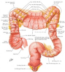Hình 1 5 Khung đại tràng 19 Lớp cơ dọc ở ngoài không hình thành một lớp 4