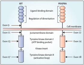 Hình 1 12 HMMD với CD34 a KIT b DOG1 c PDGFR d 75 và Hình ảnh cơ chế sinh học 2