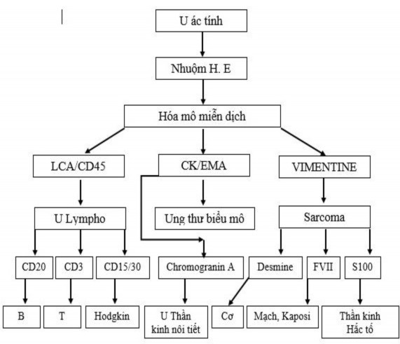 Sơ đồ 2 1 Các dấu ấn miễn dịch cơ bản để phân loại u HMMD trong việc 2