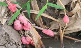 Hình 3 11 Trứng ốc bươu vàng Nguồn Lê Minh 2009 3 4 7 Mất nguồn thu nhập từ 4