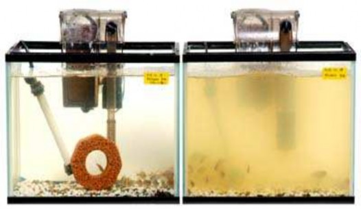 Hình 1 12 Ứng dụng của EBB trong làm sạch bể cá cảnh 21 Hình 1 13 Hình ảnh 5