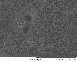 Hình 1 14 Hình ảnh SEM của than cacbon hóa ở nhiệt độ 640 0 C g Chế phẩm Sagi 1