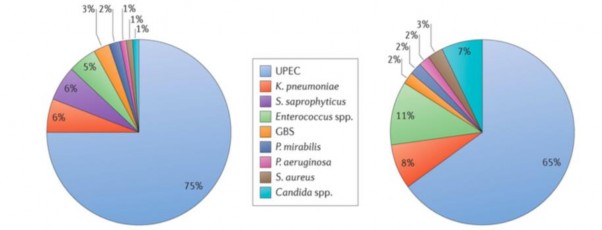 Hình 1 1 Các nguyên nhân gây nhiễm khuẩn đường tiết niệu đơn thuần và phức 1