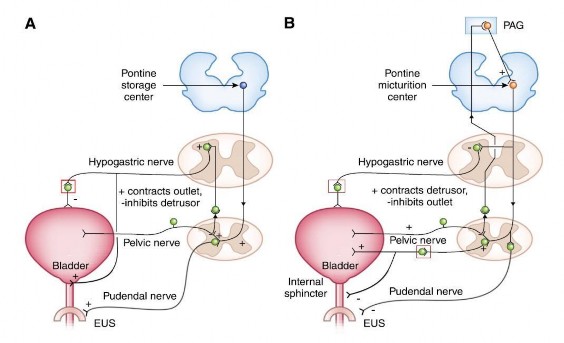 Hình 1 2 Hoạt động điều khiển thần kinh pha chứa đựng và pha bài xuất 1