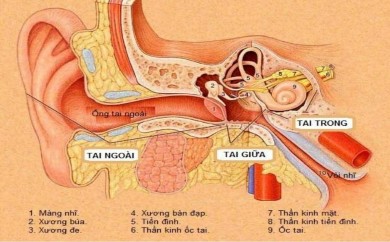 Hình 1 1 Giải phẫu tai 92 c Tai trong Nằm toàn bộ trong xương đá gồm hai 1