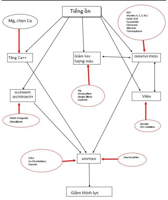Hình 1 5 Sinh bệnh học tổn thương ốc tai do tiếng ồn và tác dụng của các 1