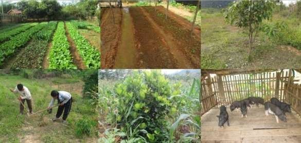 Ảnh 11 Canh tác trồng trọt và chăn nuôi mới của người dân sau khi TĐC Người 4