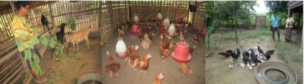 Ảnh 12 Canh tác chăn nuôi mới của người dân sau khi TĐC Người chụp Paothao 5