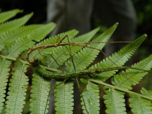 Bọ que Bọ xít MỘT SỐ HÌNH ẢNH CẢNH QUAN THIÊN NHIÊN VQG XUÂN SƠN Hang Lạng Hang 10