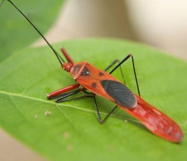 Bọ xít MỘT SỐ HÌNH ẢNH CẢNH QUAN THIÊN NHIÊN VQG XUÂN SƠN Hang Lạng Hang Lun 11