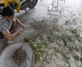 MỘT SỐ HÌNH ẢNH HOẠT ĐỘNG SINH KẾ Lên rừng lấy củi Sơ chế cây tầm gửi 17