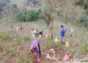 MỘT SỐ HÌNH ẢNH HOẠT ĐỘNG SINH KẾ Lên rừng lấy củi Sơ chế cây tầm gửi 19