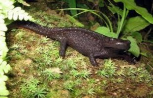 Cá cóc sần Chuối bạc hà Còn gọi chuối cô đơn Lợn sọc dừa Vịt suối Gà 2