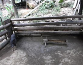 Chuồng lợn tại nhà dân 20