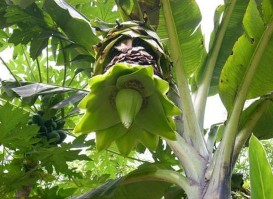 Chuối bạc hà Còn gọi chuối cô đơn Lợn sọc dừa Vịt suối Gà chín cựa 3