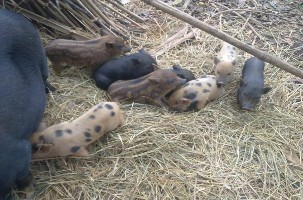 Lợn sọc dừa Vịt suối Gà chín cựa Lợn Mán Phong lan Tổ điểu Sử quân tử 4