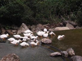 Vịt suối Gà chín cựa Lợn Mán Phong lan Tổ điểu Sử quân tử Quisqualis indica 5