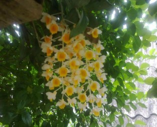 Phong lan Tổ điểu Sử quân tử Quisqualis indica L Bướm Bọ que Bọ xít MỘT 6