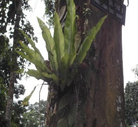 Tổ điểu Sử quân tử Quisqualis indica L Bướm Bọ que Bọ xít MỘT SỐ HÌNH 7