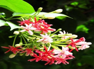 Sử quân tử Quisqualis indica L Bướm Bọ que Bọ xít MỘT SỐ HÌNH ẢNH CẢNH 8