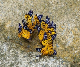 Bướm Bọ que Bọ xít MỘT SỐ HÌNH ẢNH CẢNH QUAN THIÊN NHIÊN VQG XUÂN SƠN Hang 9