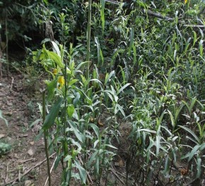 Rau dao chuôi được trồng ở vườn Rau sắng được trồng ở vườn 4 5 năm Hình 2