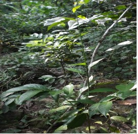 Rau sắng được trồng ở vườn 4 5 năm Hình 3 3 Một số loại rau người dân 3