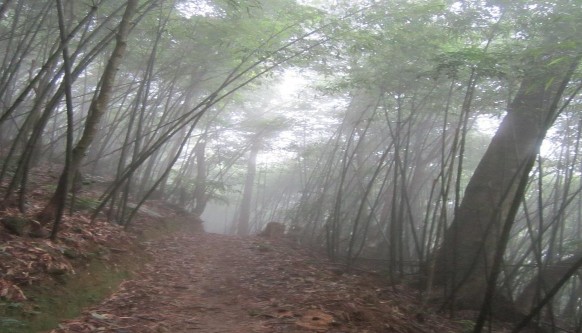 Đường mòn vào Tam Đảo 2 Đường mòn vào Tam Đảo 2 Đường mòn vào Tam Đảo 2 2