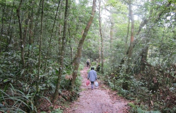 Đường mòn vào Tam Đảo 2 Đường mòn vào Tam Đảo 2 3